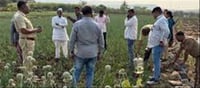 A woman was cultivating opium on the roadside!